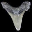 Bargain Angustidens Tooth - Megalodon Ancestor #35438-1